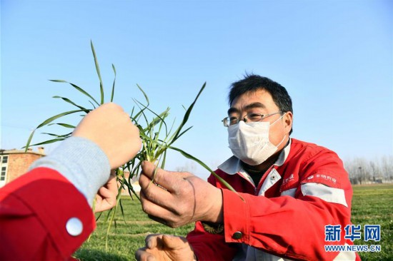 (新華全媒頭條·圖文互動)(3)特殊之年夏糧豐收背后的特殊之舉